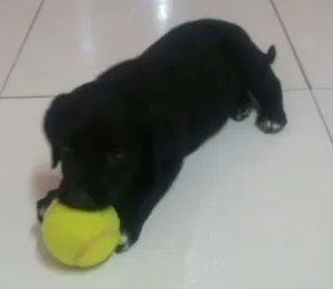Cachorro raça  idade Abaixo de 2 meses nome Lana