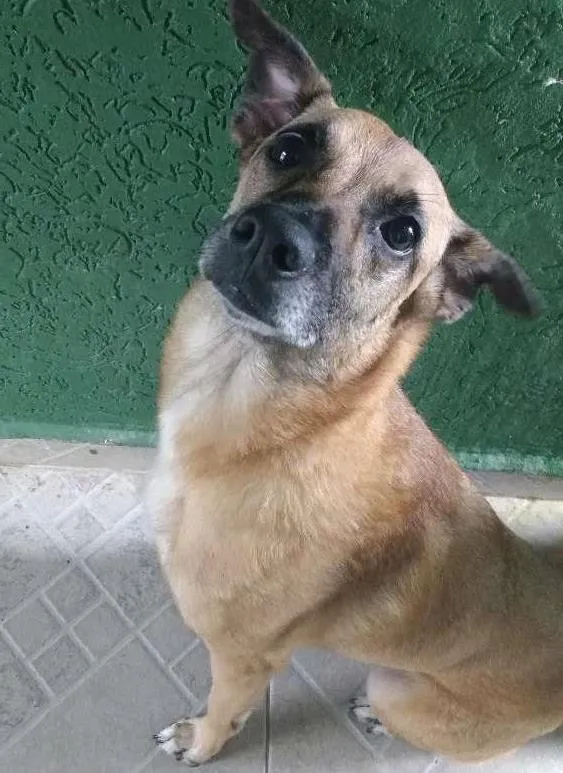 Cachorro ra a Srd idade 5 anos nome Meg