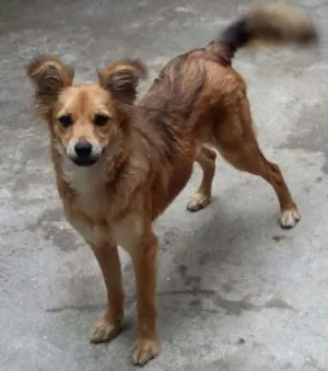Cachorro raça SRD idade 7 a 11 meses nome Binha