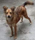 Binha