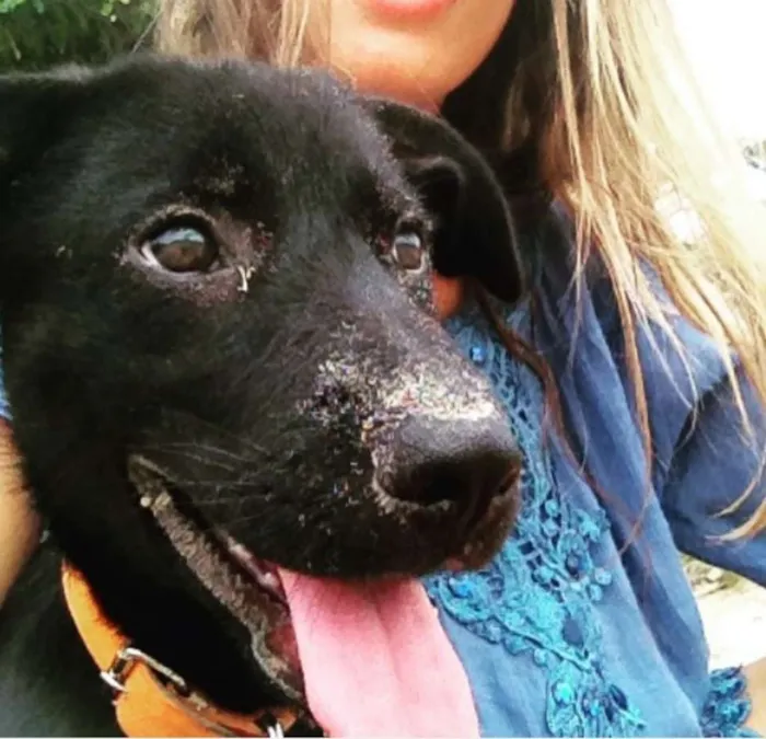 Cachorro ra a Pastor Alemão idade 1 ano nome Terra