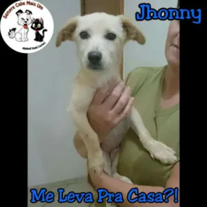 Cachorro raça srd idade 7 a 11 meses nome Jonhy