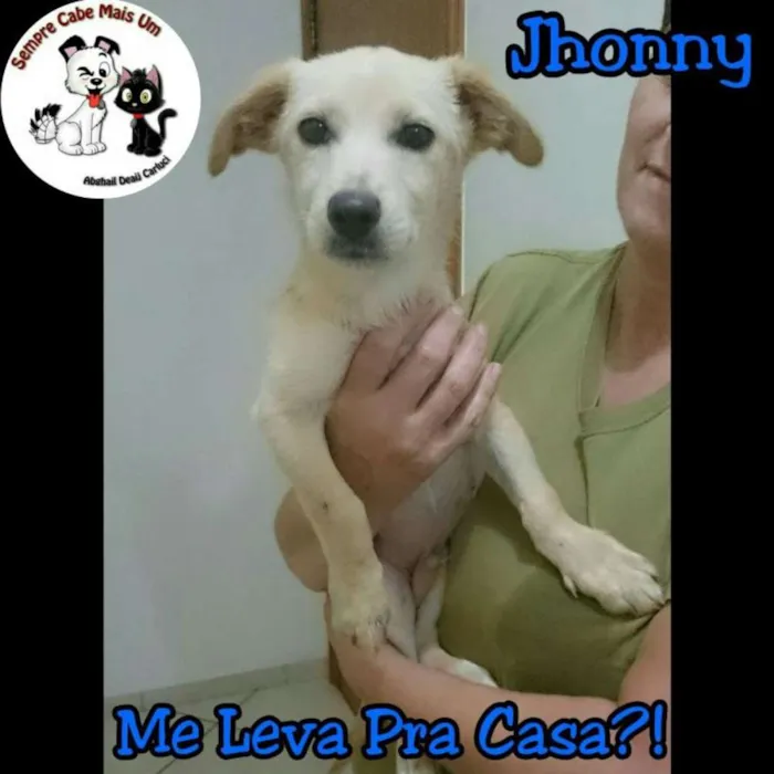 Cachorro ra a srd idade 7 a 11 meses nome Jonhy