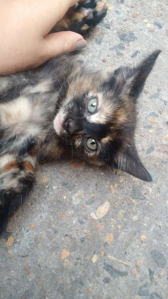 Gato ra a European Shorthair idade 2 a 6 meses nome Sem nome