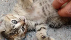 Gato raça European Shorthair idade 2 a 6 meses nome Sem nome