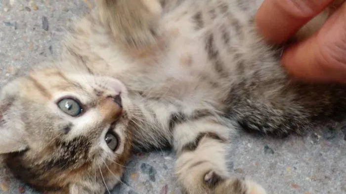 Gato ra a European Shorthair idade 2 a 6 meses nome Sem nome