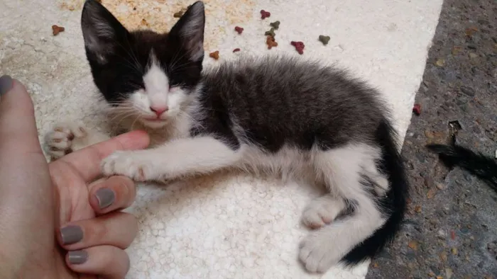 Gato ra a European Shorthair idade 2 a 6 meses nome Sem nome