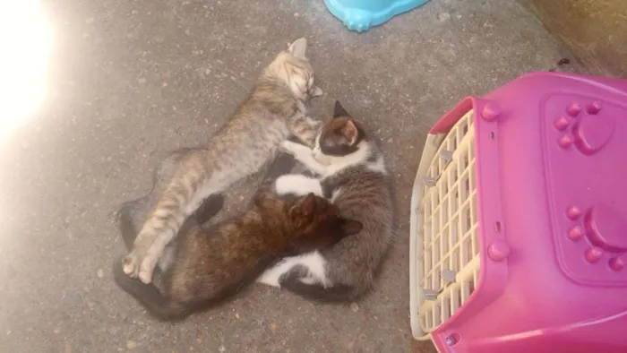 Gato ra a European Shorthair idade 2 a 6 meses nome Sem nome