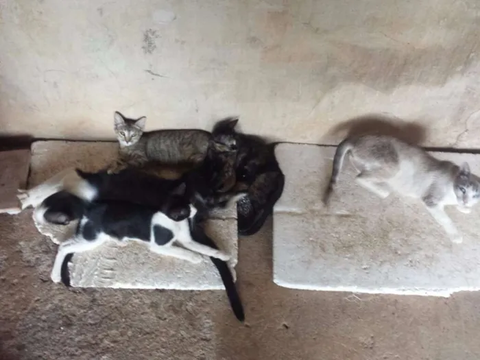 Gato ra a European Shorthair idade 2 a 6 meses nome Sem nome