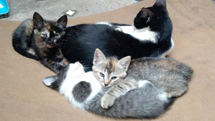 Gato ra a European Shorthair idade 2 a 6 meses nome Sem nome