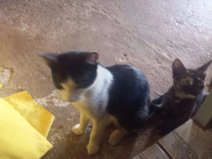 Gato ra a European Shorthair idade 2 a 6 meses nome Sem nome