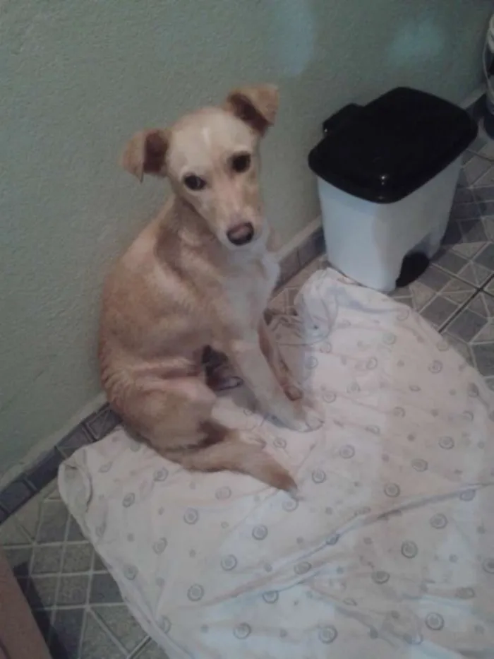 Cachorro ra a Vira lata com buldogue idade 7 a 11 meses nome Marlley