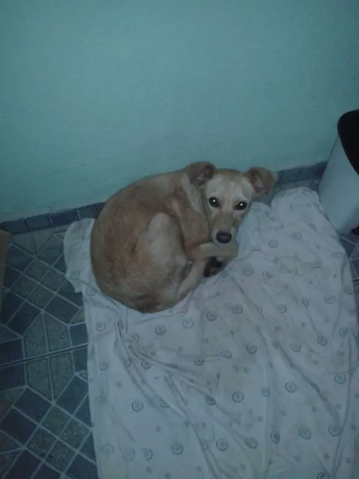 Cachorro ra a Vira lata com buldogue idade 7 a 11 meses nome Marlley