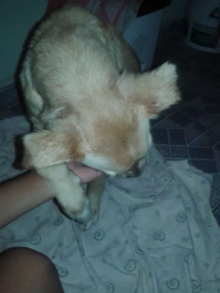 Cachorro ra a Vira lata com buldogue idade 7 a 11 meses nome Marlley