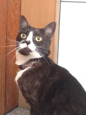 Gato raça SRD idade  nome Desconhecido