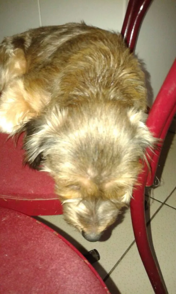 Cachorro ra a Misturada idade 4 anos nome Lili ,paty e dalila