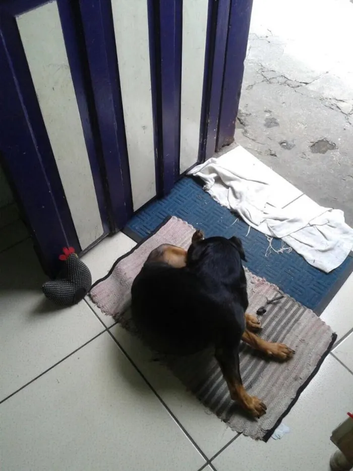 Cachorro ra a Misturada idade 4 anos nome Lili ,paty e dalila