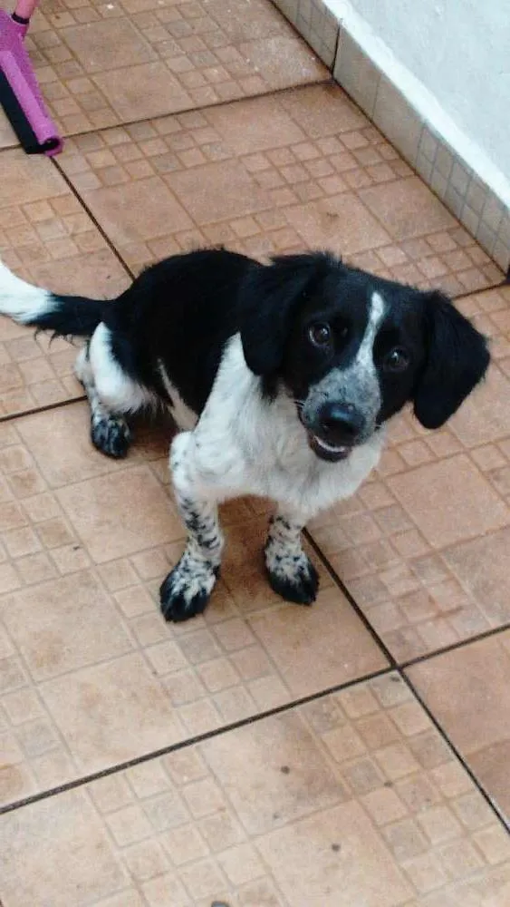 Cachorro ra a Border colie idade 2 a 6 meses nome Timtim