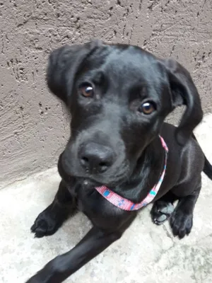 Cachorro raça Labrador idade 2 a 6 meses nome Layka