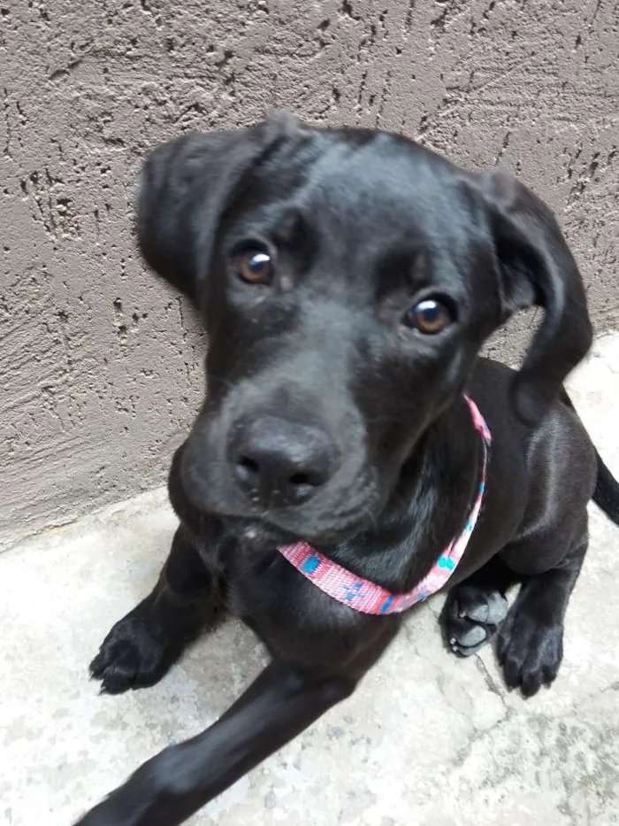 Cachorro ra a Labrador idade 2 a 6 meses nome Layka