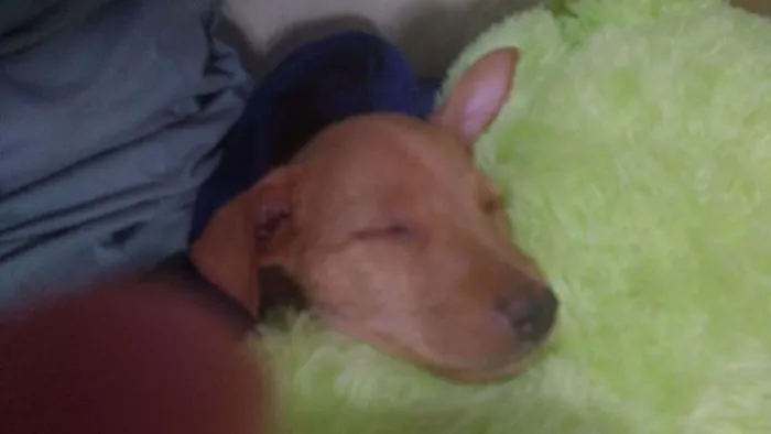 Cachorro ra a vira lata idade Abaixo de 2 meses nome sem nome