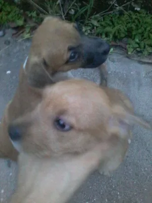 Cachorro raça Não sei idade 2 a 6 meses nome Não tem