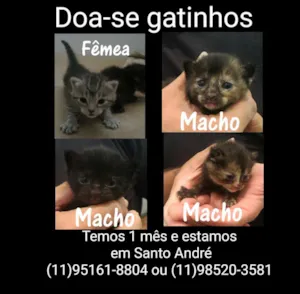 Gato raça diversos  idade Abaixo de 2 meses nome gatinho