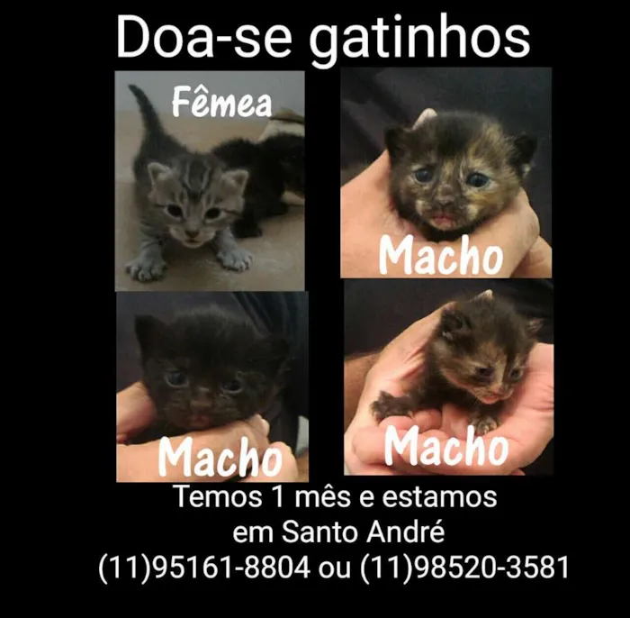 Gato ra a diversos  idade Abaixo de 2 meses nome gatinho