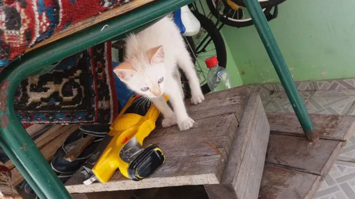Gato ra a  idade 2 a 6 meses nome Zeus