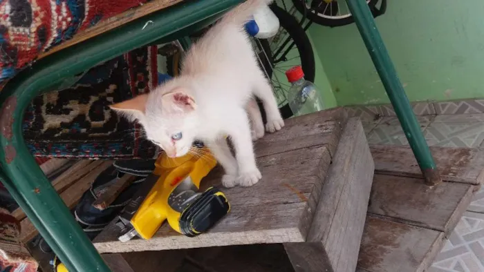 Gato ra a  idade 2 a 6 meses nome Zeus
