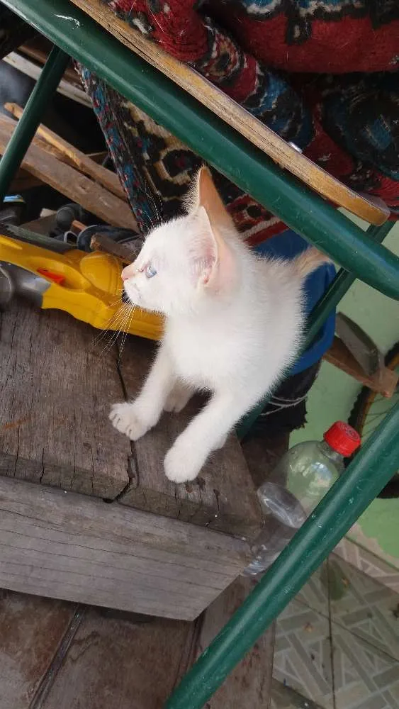 Gato ra a  idade 2 a 6 meses nome Zeus