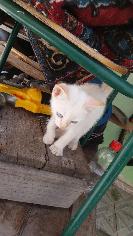 Gato ra a  idade 2 a 6 meses nome Zeus