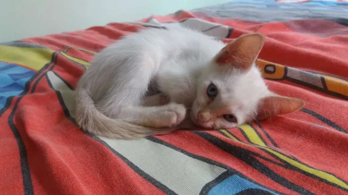 Gato ra a  idade 2 a 6 meses nome Zeus