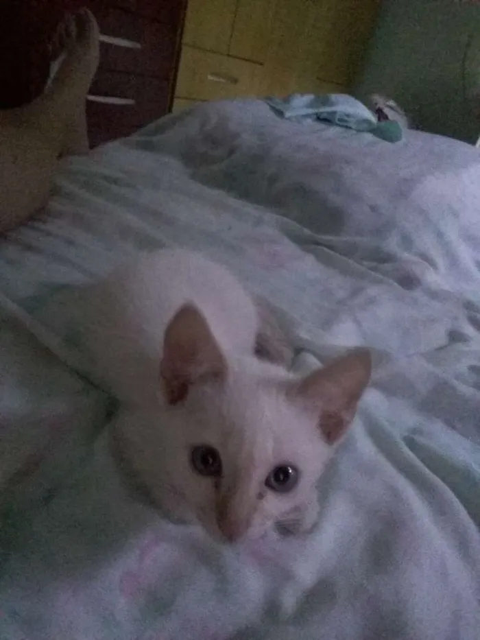 Gato ra a  idade 2 a 6 meses nome Zeus