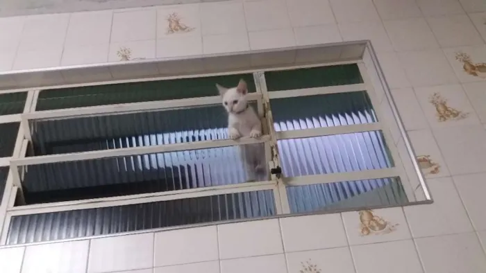 Gato ra a  idade 2 a 6 meses nome Zeus