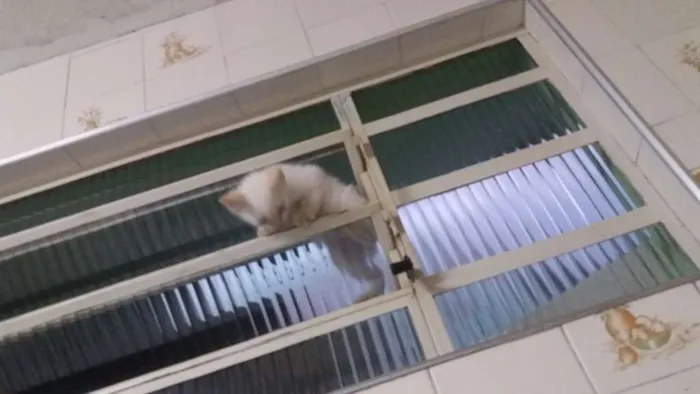 Gato ra a  idade 2 a 6 meses nome Zeus