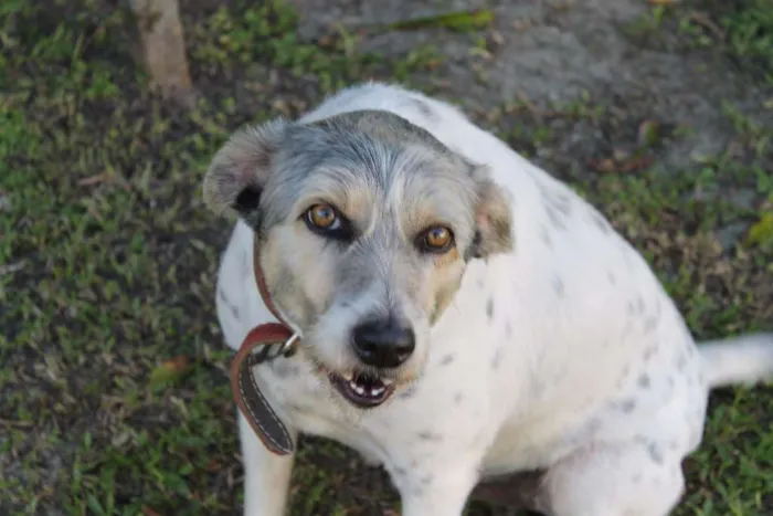 Cachorro ra a SRD idade 6 ou mais anos nome Pingo