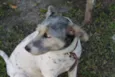 Pingo