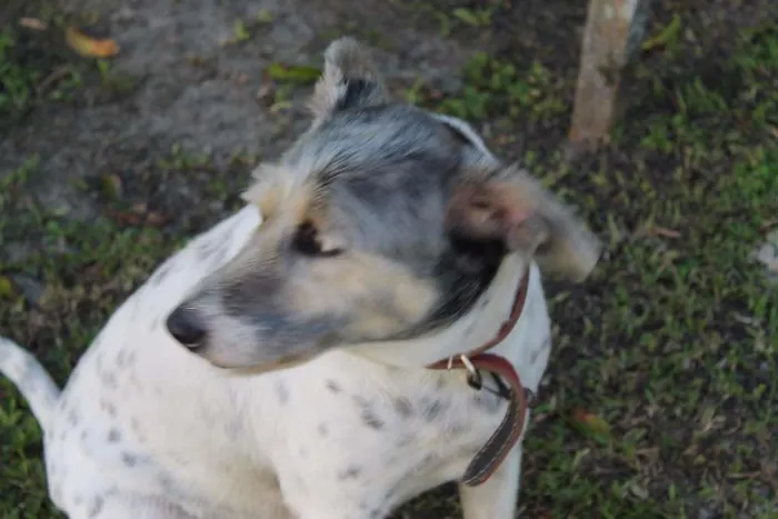 Cachorro ra a SRD idade 6 ou mais anos nome Pingo