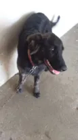 Bolinha