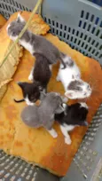 Filhotinhos de gato
