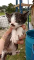 Filhotinhos de gato