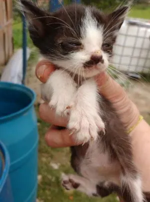 Gato raça  idade Abaixo de 2 meses nome Filhotinhos de gato