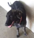 Bolinha