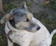 Pingo