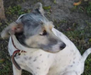 Cachorro raça SRD idade 6 ou mais anos nome Pingo
