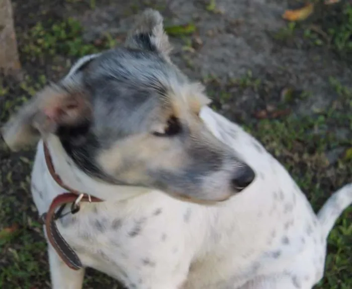 Cachorro ra a SRD idade 6 ou mais anos nome Pingo
