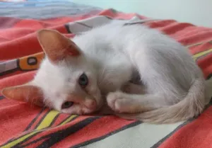 Gato raça  idade 2 a 6 meses nome Zeus
