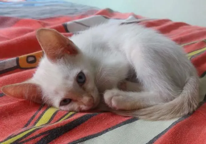 Gato ra a  idade 2 a 6 meses nome Zeus