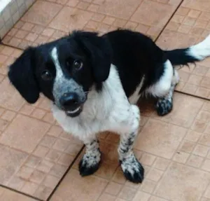 Cachorro raça Border colie idade 2 a 6 meses nome Timtim